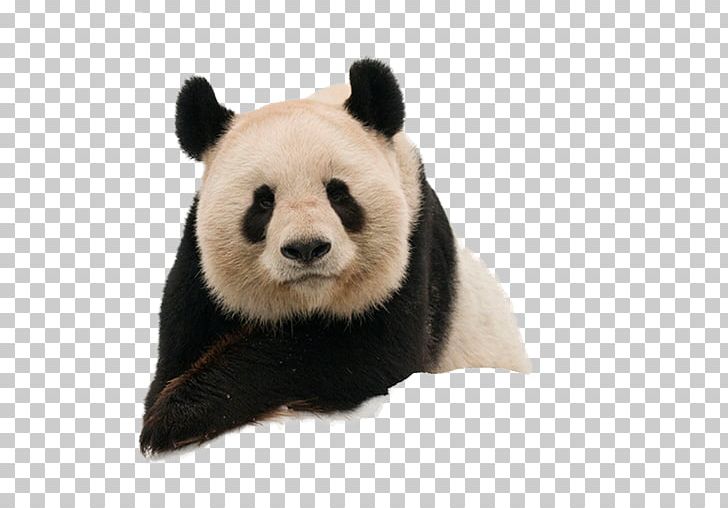 The Giant Panda Red Panda World Wide Fund For Nature Donation PNG, Clipart, Amur Leopard, Animal, Animals, Baby Panda, Bamboe Free PNG Download
