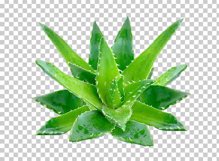 Aloe Vera Aloe Emodin Gel Skin PNG, Clipart, Aloe, Aloe Emodin, Aloe Vera, Alo Vera, Chemistry Free PNG Download