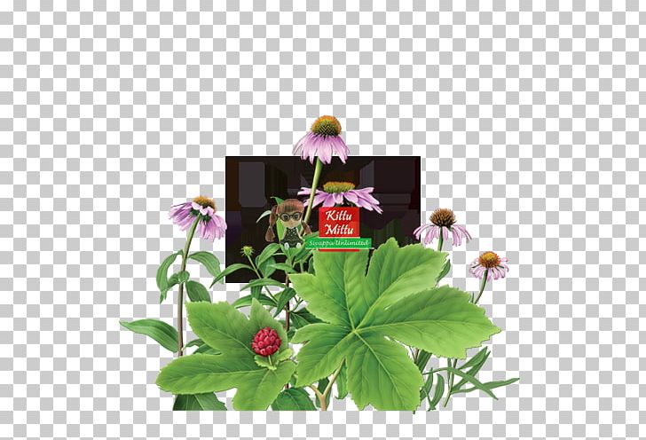 Echinacea Purpurea Herbal Tea Goldenseal Aloe Vera PNG, Clipart, Aloe Vera, Anacyclus Pyrethrum, Basil, Chamomile, Coneflower Free PNG Download