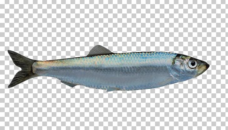 Norway European Sprat Fish Capelin PNG, Clipart, Anchovy, Animals, Atlantic Horse Mackerel, Bonito, Bony Fish Free PNG Download