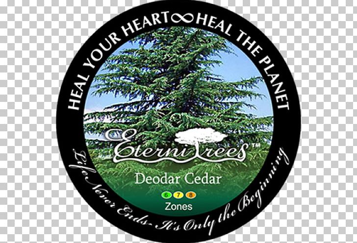 Urn Fir Blue Jacaranda Tree Deodar Cedar PNG, Clipart, Blue Spruce, Cedar, Christmas Ornament, Conifer, Conifers Free PNG Download