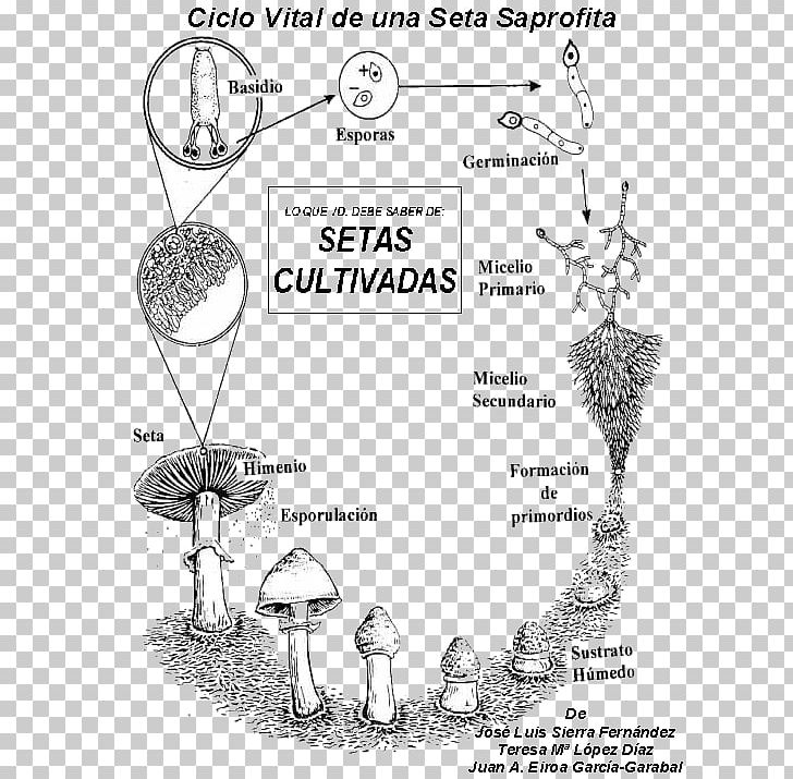 Funghi Mycelium Mushroom Mycology Hypha PNG, Clipart,  Free PNG Download
