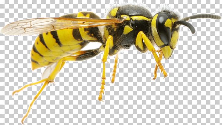 Hornet Characteristics Of Common Wasps And Bees Insect PNG, Clipart, Arthropod, Bed Bug, Bee, Beehive, Bee Sting Free PNG Download