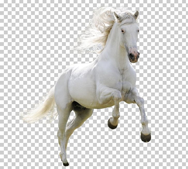 Horse PNG, Clipart, Adobe Illustrator, Animal, Animals, Bridle, Encapsulated Postscript Free PNG Download