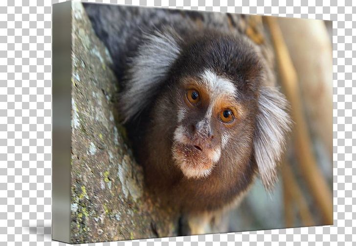 Macaque Marmoset Capuchin Monkey New World Monkeys PNG, Clipart, Animal, Animals, Art, Callitrichidae, Capuchin Monkey Free PNG Download