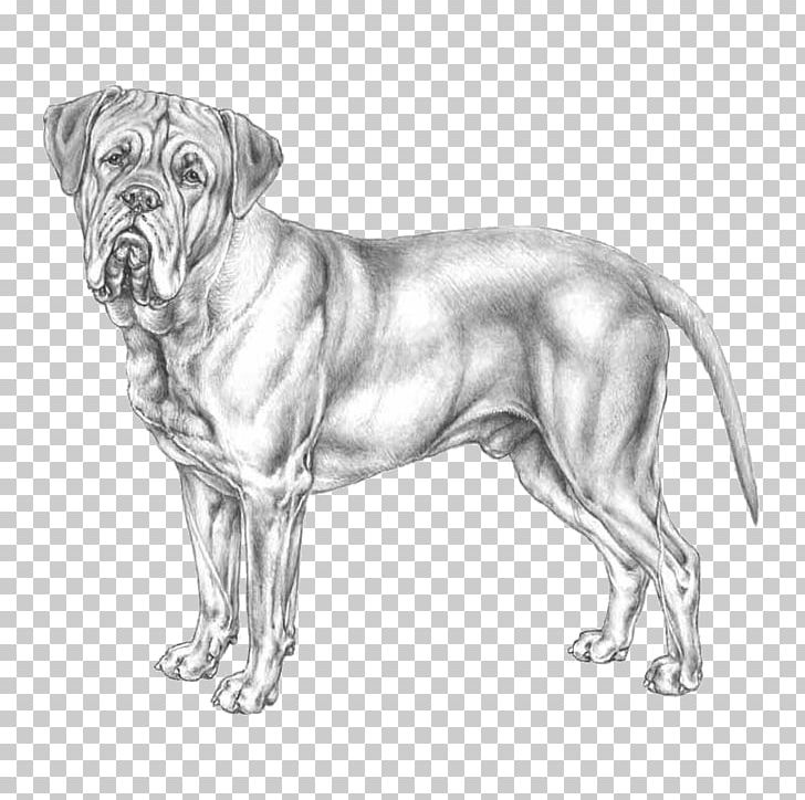 Dog Breed Bullmastiff Dogue De Bordeaux Ca De Bou Dogo Argentino PNG, Clipart, Black And White, Bordeaux, Carnivoran, Companion Dog, Dog Breed Free PNG Download