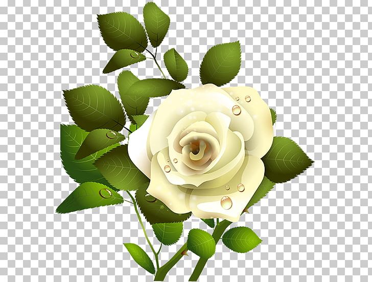 Garden Roses PNG, Clipart, Computer Wallpaper, Cut Flowers, Desktop Wallpaper, Drawing, Floral Design Free PNG Download