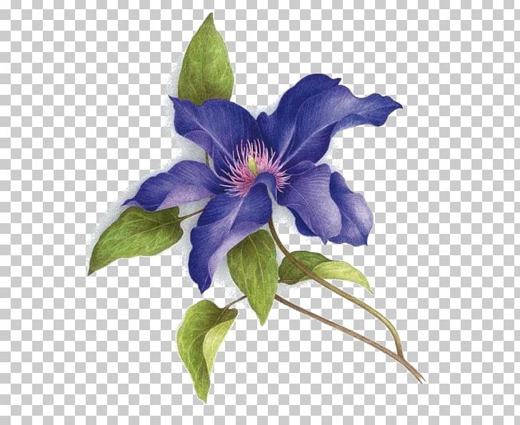 Watercolor Painting Art Botany PNG, Clipart, Art, Artist, Botanical Illustration, Botanical Illustrator, Botany Free PNG Download