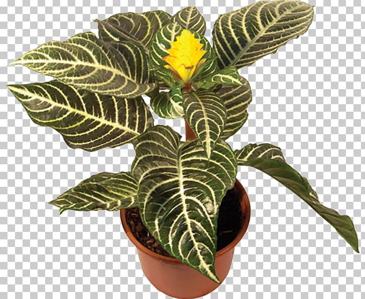 Zebra-plant Houseplant Flowerpot PNG, Clipart,  Free PNG Download