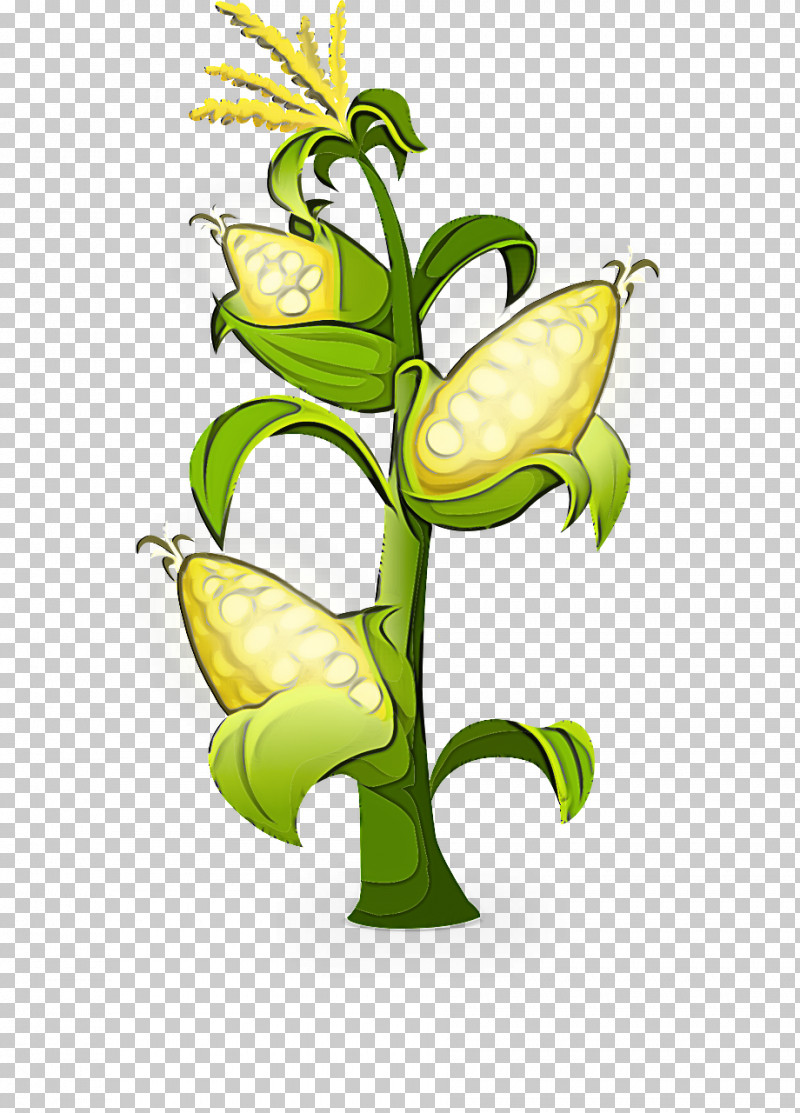 Flower Plant Yellow Plant Stem Nepenthes PNG, Clipart, Cut Flowers, Flower, Nepenthes, Plant, Plant Stem Free PNG Download