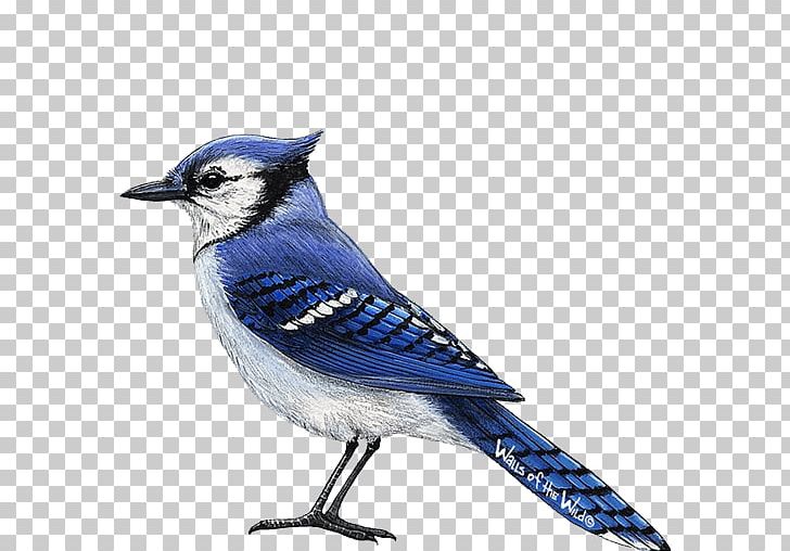 All About Birds Blue Jay Wall Decal PNG, Clipart, All About Birds, Animal, Beak, Bird, Bird Nest Free PNG Download