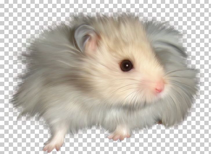Gerbil Hamster Rat Dormouse Rodent PNG, Clipart, Animals, Djungarian Hamster, Dormouse, Fauna, Fur Free PNG Download