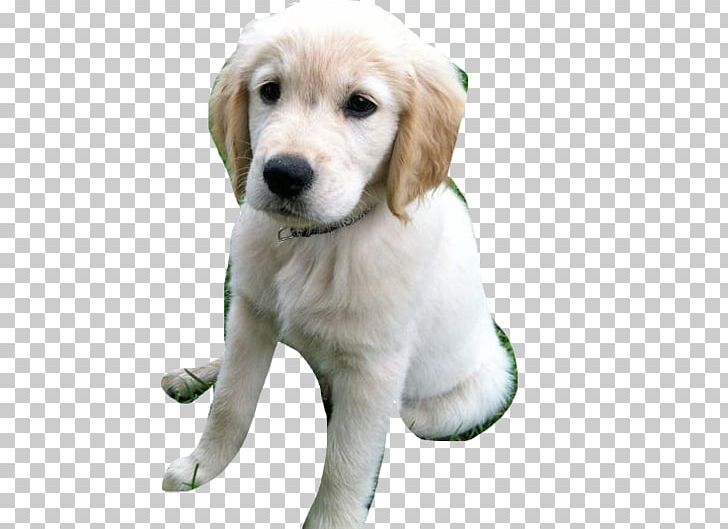 Golden Retriever Labrador Retriever Puppy Dog Breed Companion Dog PNG, Clipart, Animals, Breed, Carnivoran, Companion Dog, Dog Free PNG Download
