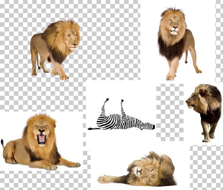 East African Lion Terrestrial Animal Fauna Fur PNG, Clipart, Animal, Big Cats, Carnivoran, Cat Like Mammal, East African Lion Free PNG Download