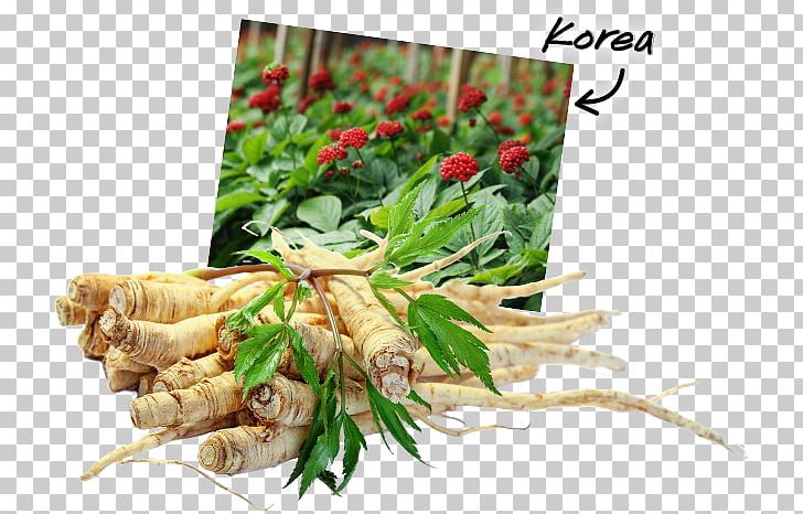 Herbal Tea American Ginseng Ginsenoside Saponin PNG, Clipart, American Ginseng, Angelica Archangelica, Drug, Food, Ginseng Free PNG Download
