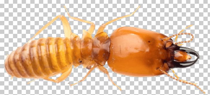 Premier Termite & Pest Control Ant Exterminator PNG, Clipart, Alate, Animals, Ant, Arthropod, Bed Bug Free PNG Download