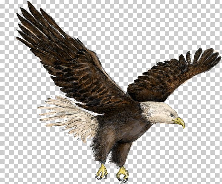 Bald Eagle Buzzard Hawk Vulture PNG, Clipart, Accipitriformes, Animals, Bald Eagle, Beak, Bird Free PNG Download