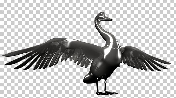 Duck Goose Fauna Feather Beak PNG, Clipart, Animals, Beak, Bird, Black, Black And White Free PNG Download