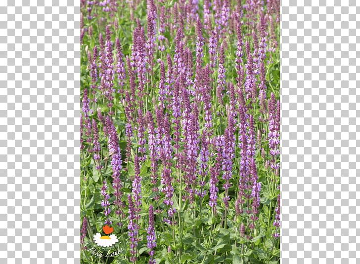 English Lavender Hyssopus Catmints Shrub PNG, Clipart, Amethyst, Catmints, Common Sage, English Lavender, Flora Free PNG Download
