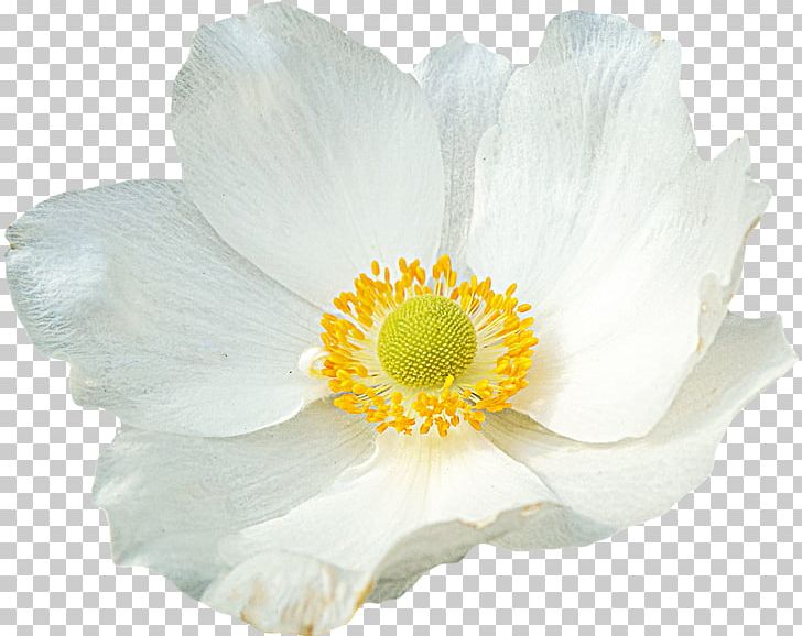 Flower Petal Nelumbo Nucifera PNG, Clipart, Anemone, Animation, Flower, Flowering Plant, Flower Petal Free PNG Download