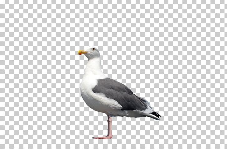 Gulls Great Black-backed Gull Bird European Herring Gull PNG, Clipart, Animals, Beak, Bird, Charadriiformes, Download Free PNG Download