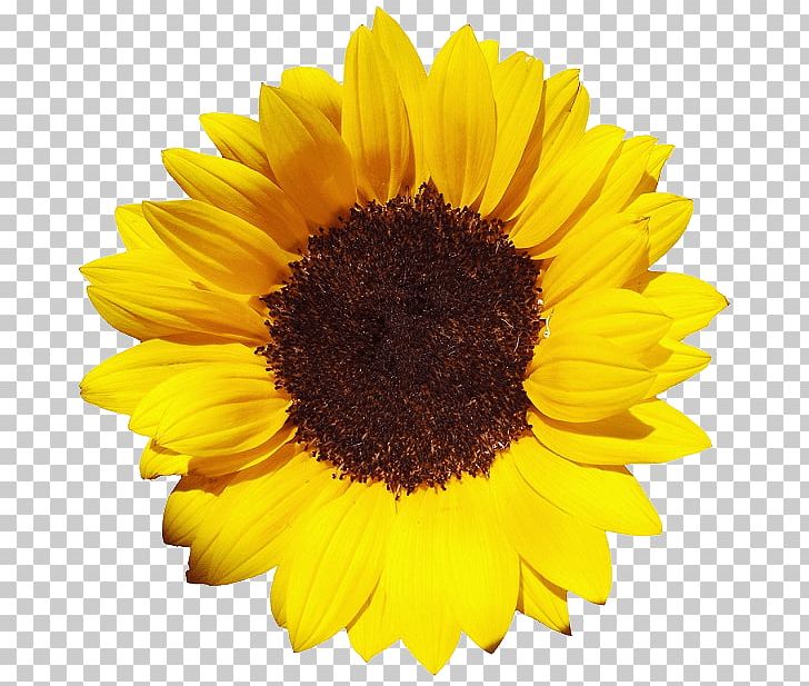 Common Sunflower XCF PNG, Clipart, Common Sunflower, Daisy Family, Desktop Wallpaper, Display Resolution, Flower Free PNG Download