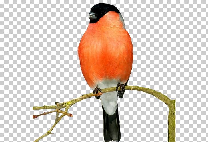 Finches Bird Atlantic Canary Animal PNG, Clipart, Animal, Animals, Atlantic Canary, Beak, Bird Free PNG Download