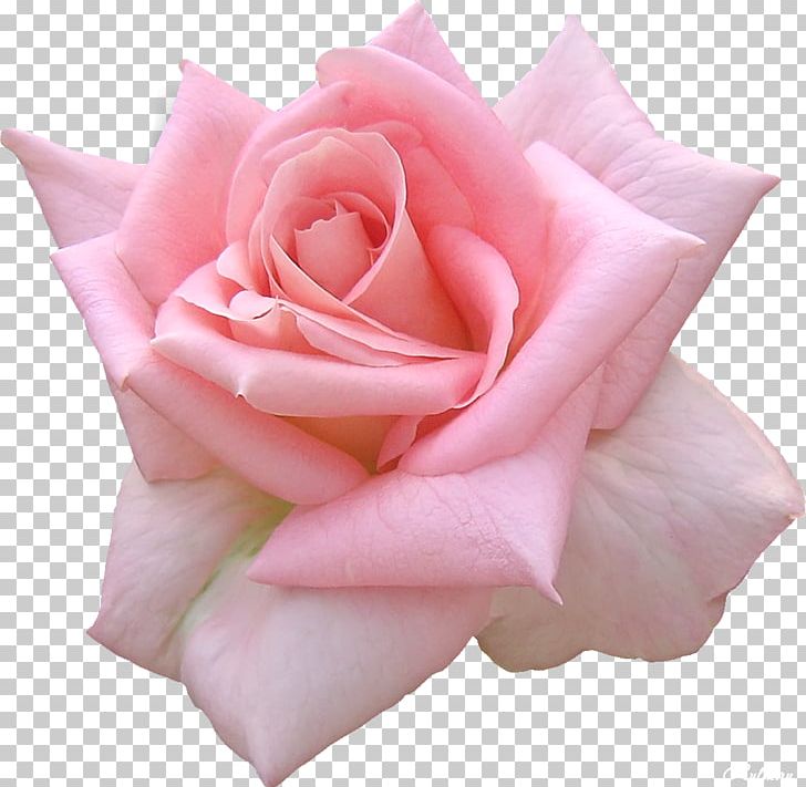 Frames Desktop Rose Flower PNG, Clipart, Blue Rose, Closeup, Cut Flowers, Floral Design, Floribunda Free PNG Download