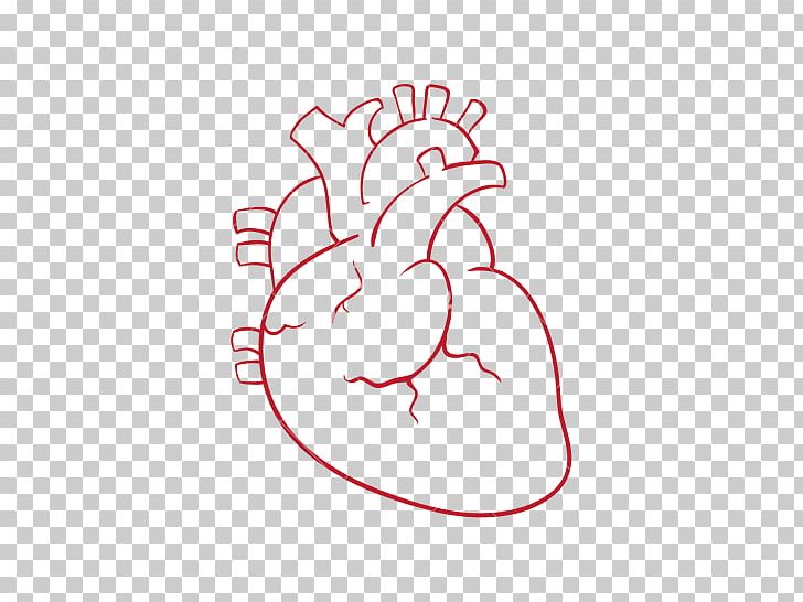 Heart Drawing Photography PNG, Clipart, Anatomy, Angle, Area, Art, Artwork Free PNG Download