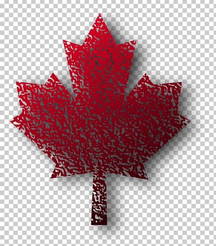 Maple Leaf Japanese Maple Red Maple PNG, Clipart, Computer Icons, Drawing, Flag Of Canada, Flowering Plant, Japanese Maple Free PNG Download
