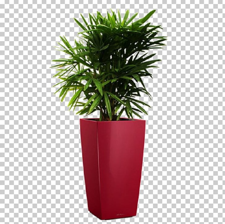 Rhapis Excelsa Arecaceae Houseplant Wodyetia PNG, Clipart, Arecaceae, Arecales, Areca Palm, Broadleaved Tree, Evergreen Free PNG Download