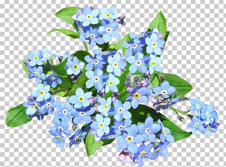 Share Family & Community Services Society Flower Desktop PNG, Clipart, Annual Plant, Blue, Bluebonnet, Blue Flowers, Borage Family Free PNG Download
