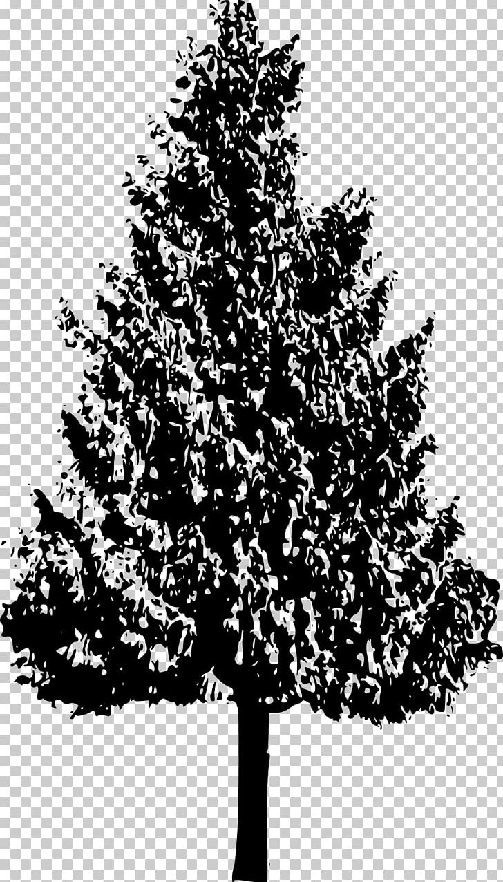 Tree Branch Silhouette Woody Plant Oak PNG, Clipart, Black And White, Branch, Christmas Decoration, Christmas Tree, Conifer Free PNG Download