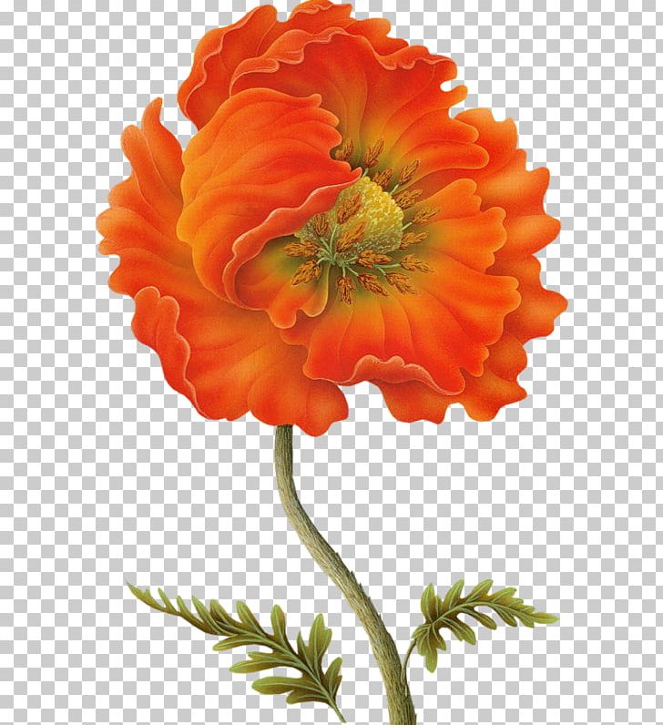 Poppy Flower Painting Drawing PNG, Clipart, Annual Plant, Art, Cut Flowers, Drawing, Flower Free PNG Download