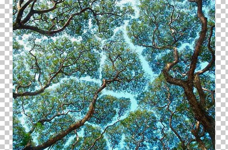 Crown Shyness Tree Phenomenon PNG, Clipart, Behavior, Biome, Branch, Canopy, Concept Free PNG Download