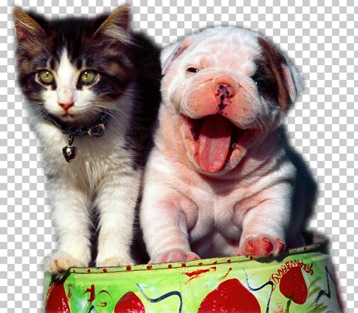 Dog–cat Relationship Humour PNG, Clipart, Animals, Cat, Catdog, Cat Like Mammal, Cats Dogs Free PNG Download
