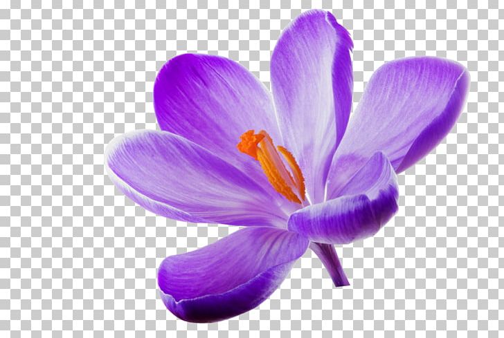 Flower Lilac PNG, Clipart, Color, Crocus, Display Resolution, Flowering Plant, Highdefinition Television Free PNG Download