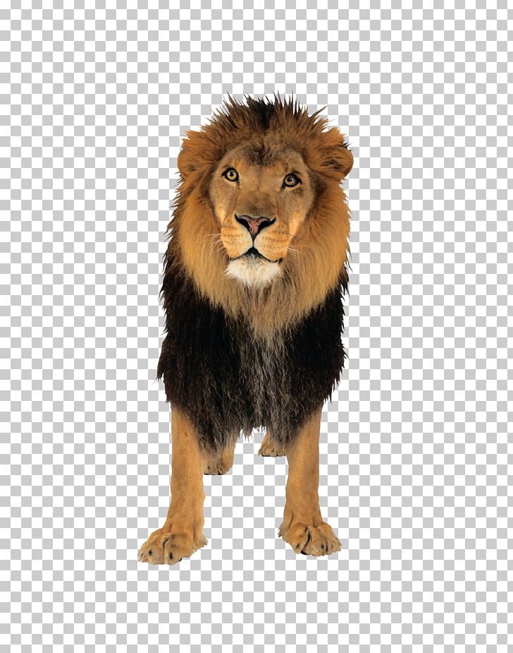Lion Resolution PNG, Clipart, Animal, Animals, Big Cats, Carnivoran, Cat Like Mammal Free PNG Download