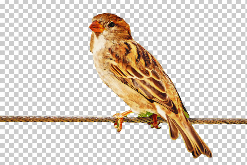 Bird PNG, Clipart, Atlantic Canary, Beak, Bird, Canary, Emberizidae Free PNG Download