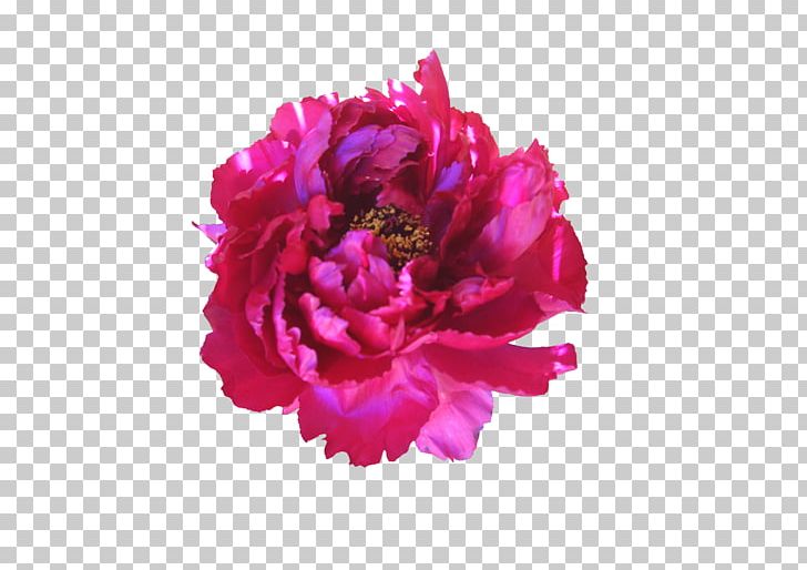 Centifolia Roses Garden Roses Flower PNG, Clipart, Carnation, Cartoon, Cartoon Flowers, Centifolia Roses, Cut Flowers Free PNG Download