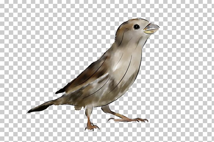 House Sparrow Bird Stock Photography PNG, Clipart, Animals, Assets, Beak, Bird, Bird Of Prey Free PNG Download
