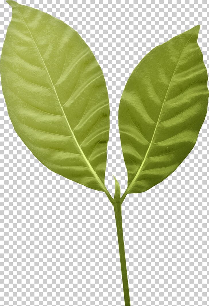 Leaf Plant Stem PNG, Clipart, Leaf, Nature, Plant, Plant Stem Free PNG Download