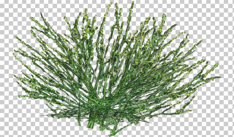 Rosemary PNG, Clipart, American Larch, Aquarium Decor, Branch, Flower, Grass Free PNG Download