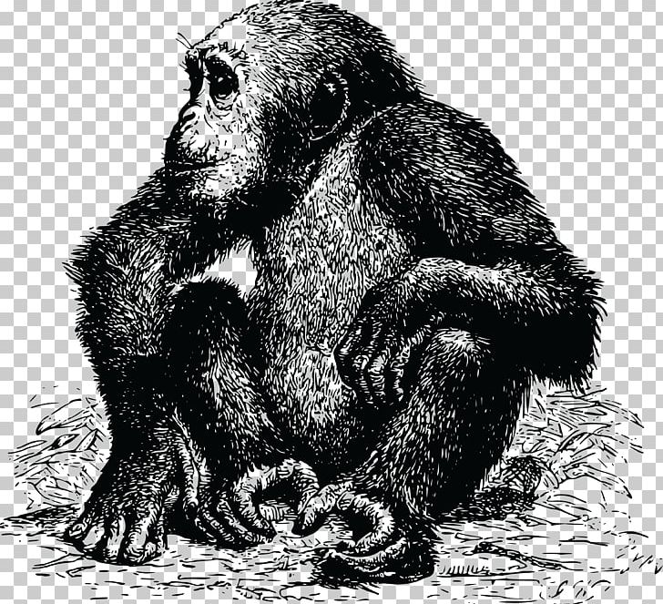 Chimpanzee Gorilla Ape PNG, Clipart, Animal, Animals, Ape, Black And White, Carnivoran Free PNG Download