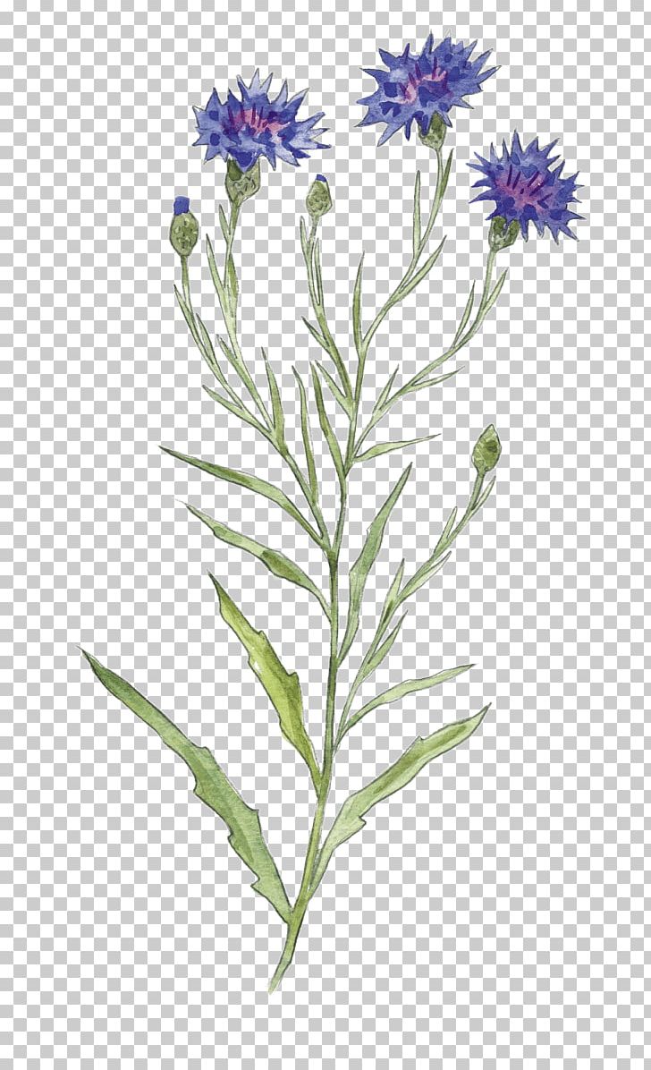 Corncockle Cornflower Seed Flower Of The Fields PNG, Clipart, Aster, Botany, Champ De Mines, Common Poppy, Corncockle Free PNG Download