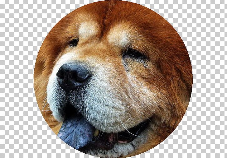 Dog Breed El Chow Chow Companion Dog Bulldog PNG, Clipart, App, Breed, Breed Group Dog, Bulldog, Carnivoran Free PNG Download