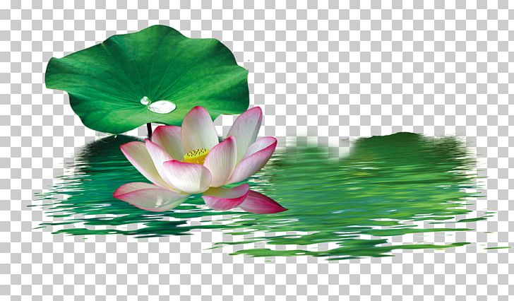 Nelumbo Nucifera PNG, Clipart, Aquatic Plant, Background Green, Chinese New Year, Chinese Style, Download Free PNG Download