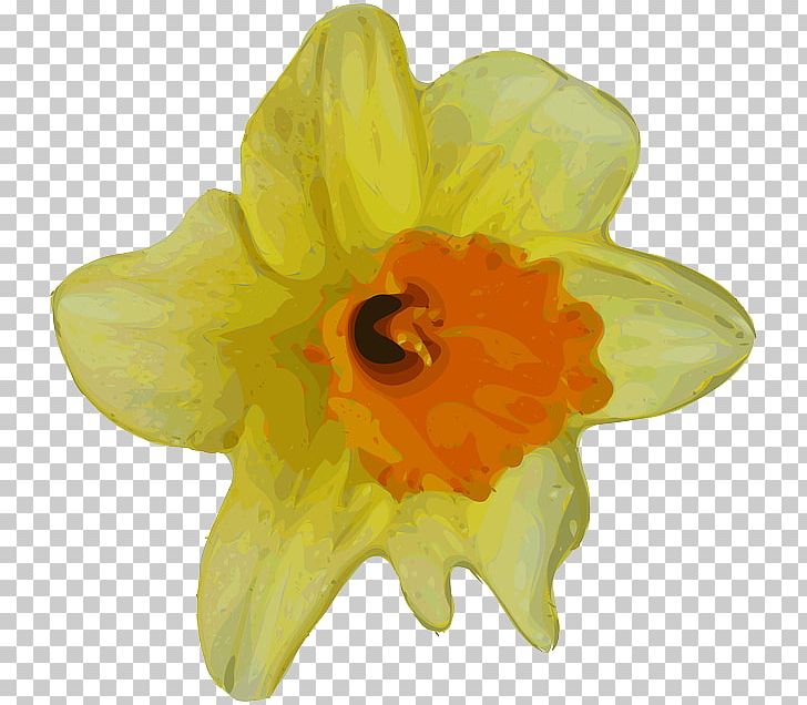 Flower Daffodil Buttercup PNG, Clipart, Amaryllis Family, Buttercup, Crocus, Cut Flowers, Daffodil Free PNG Download