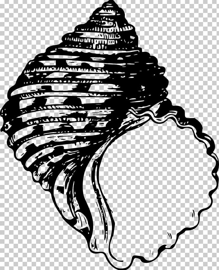 Seashell PNG, Clipart, Animals, Black, Black And White, Cizimler, Clip Art Free PNG Download