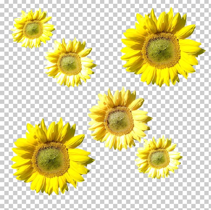 Sunflower M Petal PNG, Clipart, Daisy Family, Flower, Flowering Plant, Others, Petal Free PNG Download